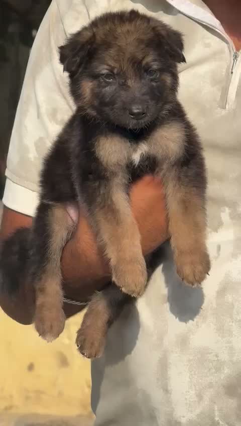 German Shepherd Puppy, farm video