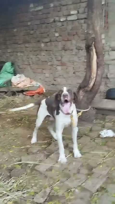 Pointer Puppy, farm video