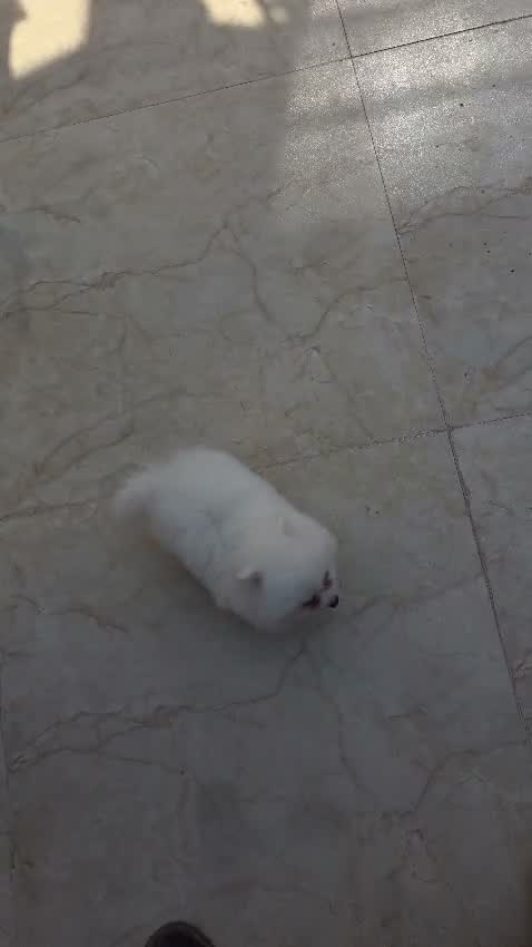 Toy Poodle Puppy, farm video