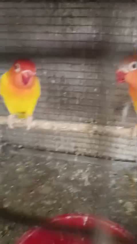 Cockatiel, farm video