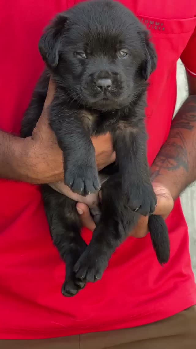 Dachshund Puppy | Brown, farm video