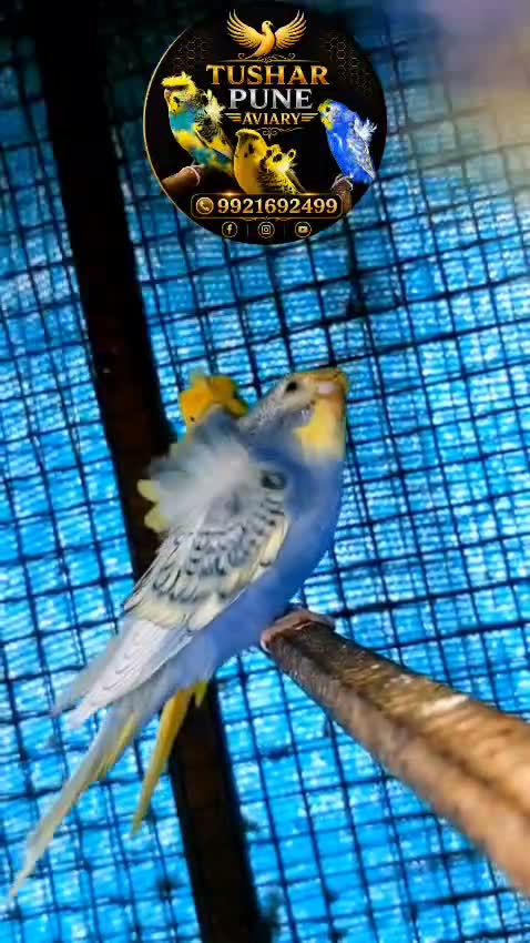 Helicopter Budgies, farm video