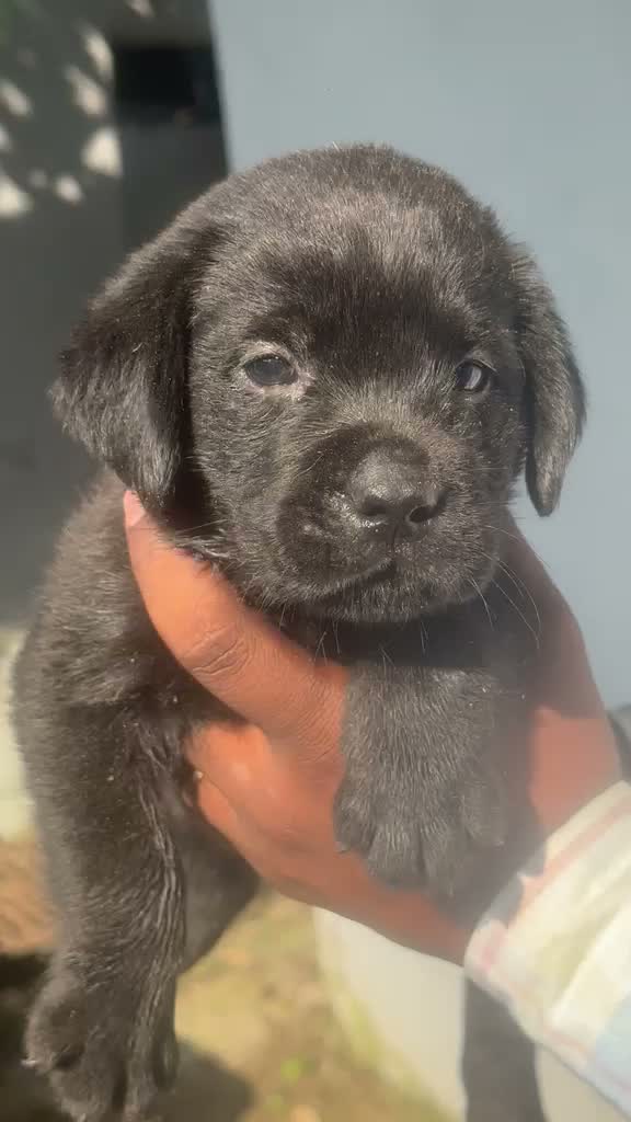 Beagle Black & Tan Puppy, farm video