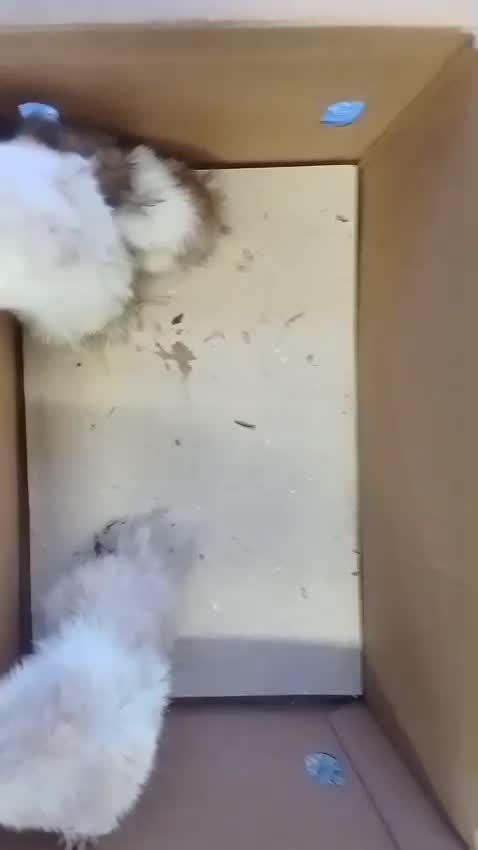 Dwarf Hamster Babies | Adults, farm video