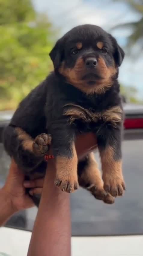 Rottweiler Puppy, farm video
