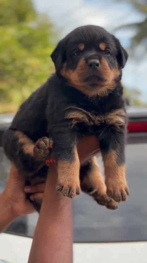 Rottweiler Puppy, farm video