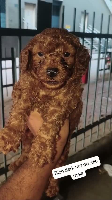 Toy Poodle Puppy, farm video