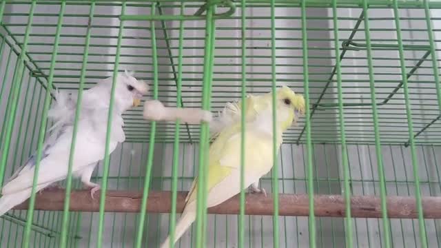 Helicopter Budgies, farm video