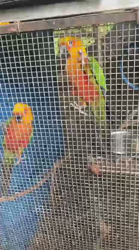 Small Cheek Conure, farm video