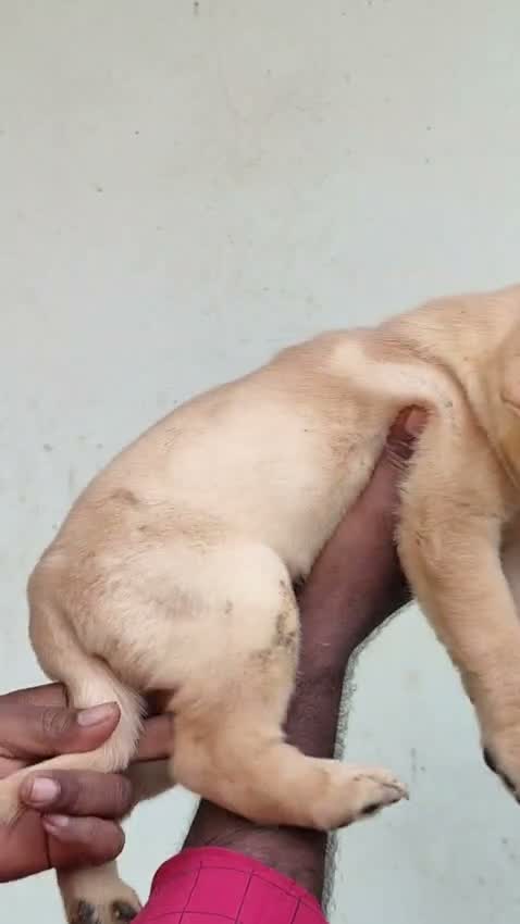 Beagle Black & Tan Puppy, farm video