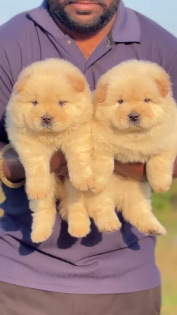 Chow Chow Puppies, farm video