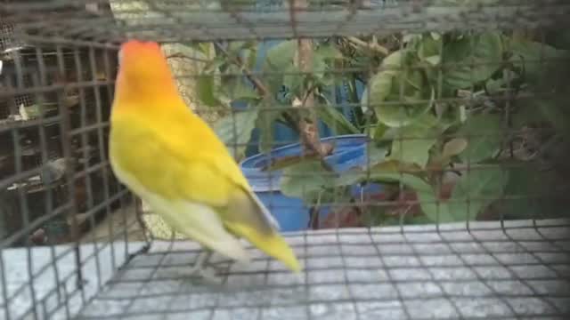 African Love Birds | Violet, farm video