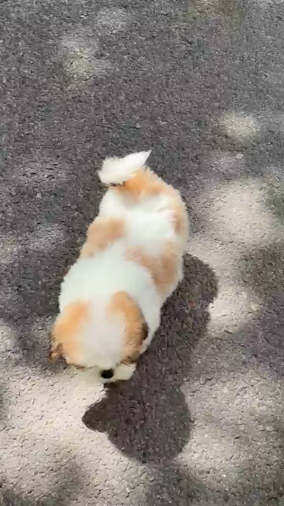 Shih Tzu | Black Color, farm video