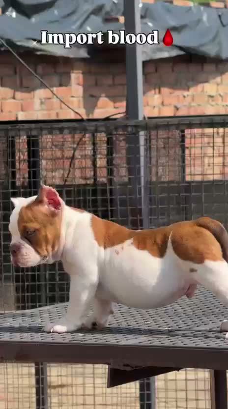 American Bully Pocket Size Puppy, farm video