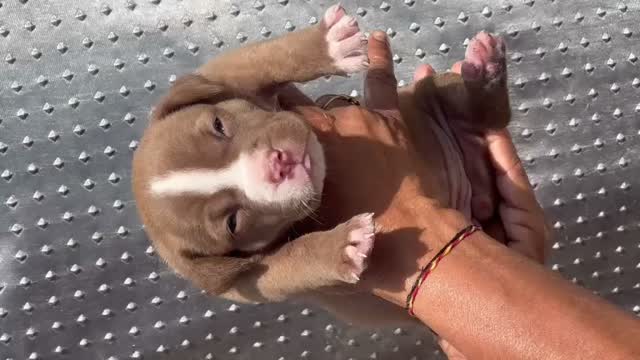 American Bully XL Size Puppy, farm video