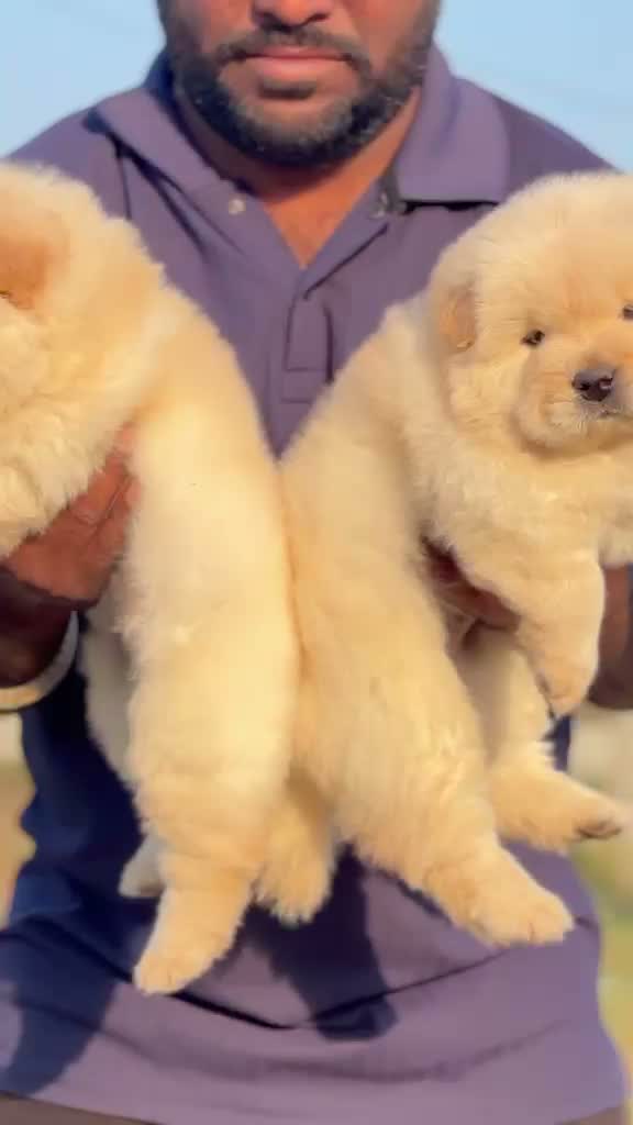 Chow Chow Puppies, farm video