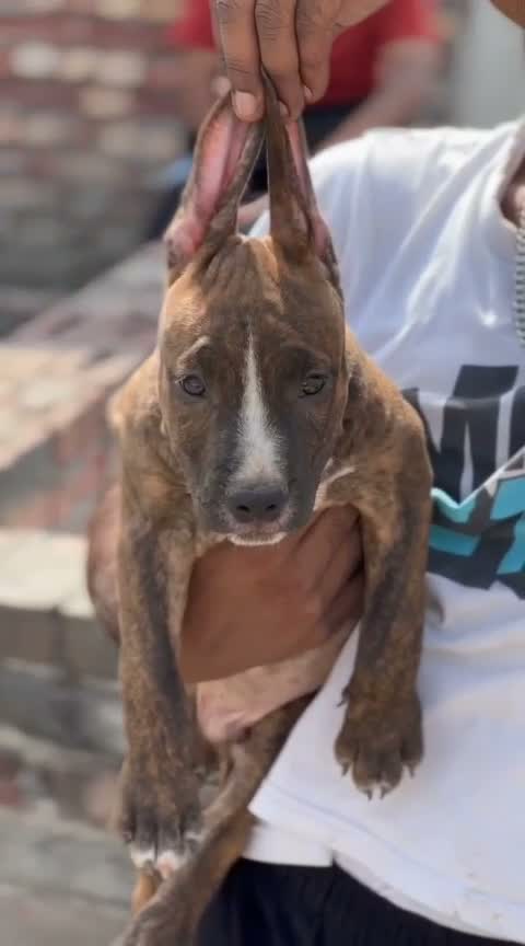 Pitbull Terrier Puppy, farm video