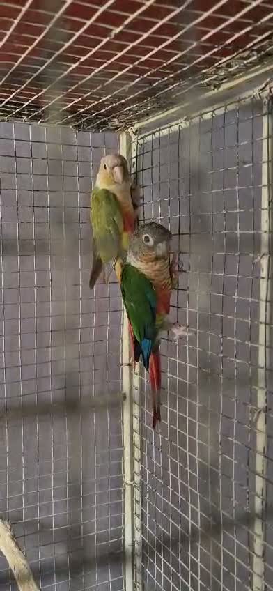 Pineapple Headed Conure, farm video