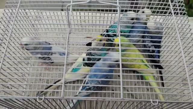Budgies | Fallow, farm video