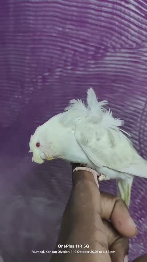 Hogoromo Budgies, farm video
