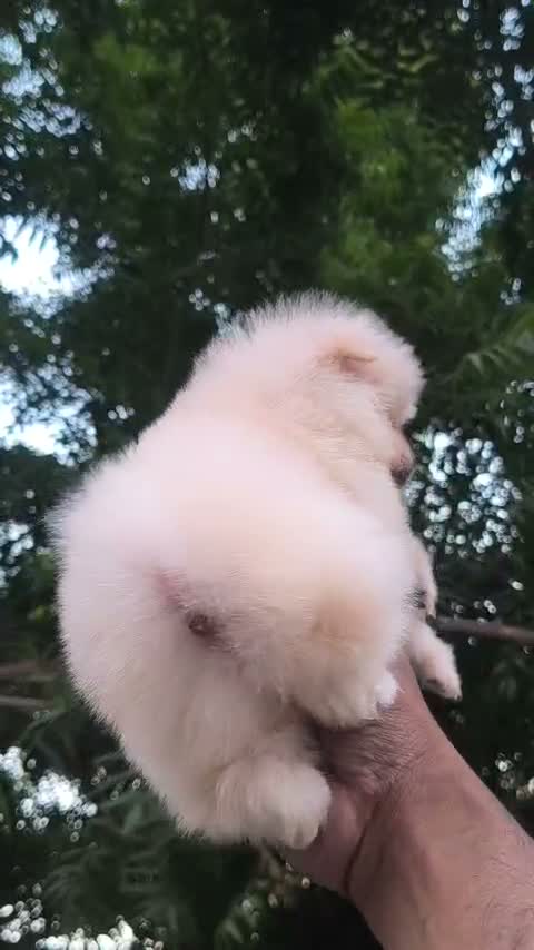 Pomeranian Puppy, farm video