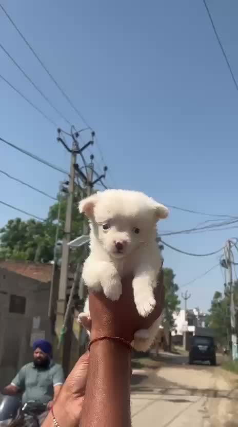 Pomeranian Puppy, farm video