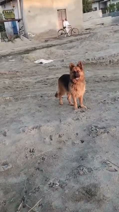 German Shepherd Puppy, farm video