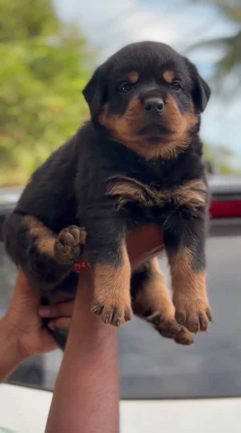 Rottweiler Puppy, farm video