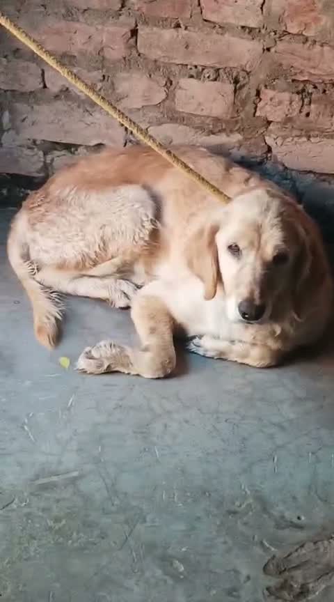 Golden Retriever, farm video