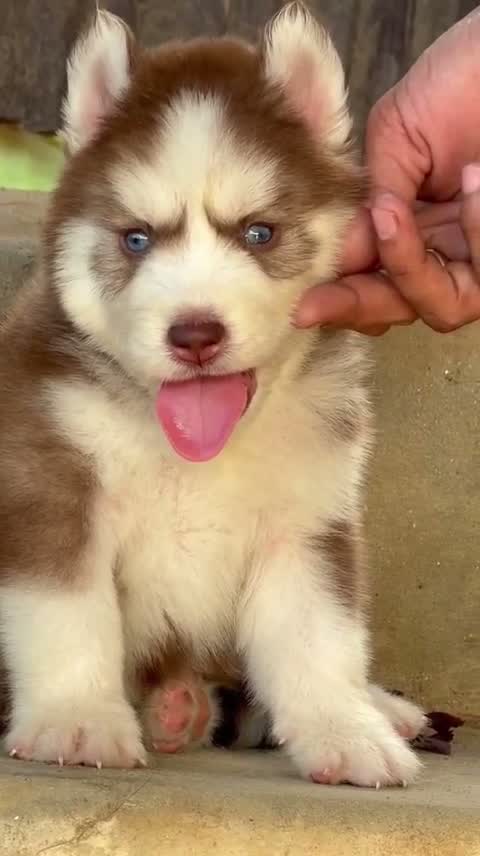 Siberian Husky Puppy | Black & White Color, farm video