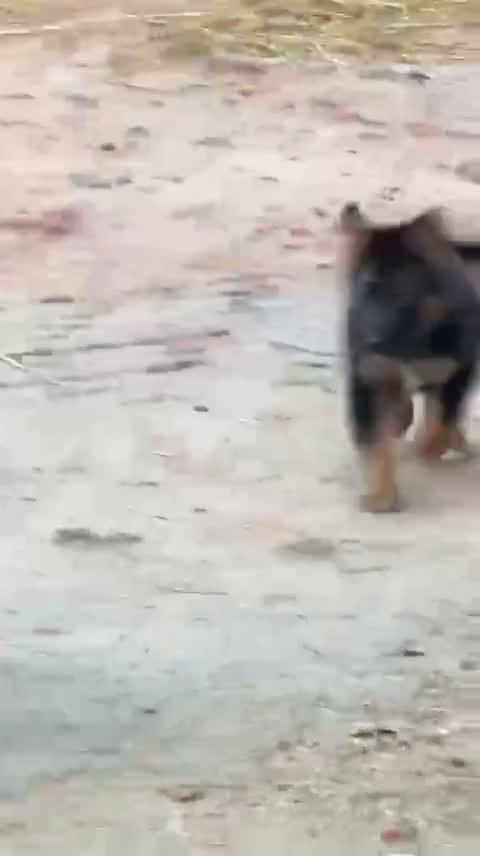 German Shepherd Puppy, farm video