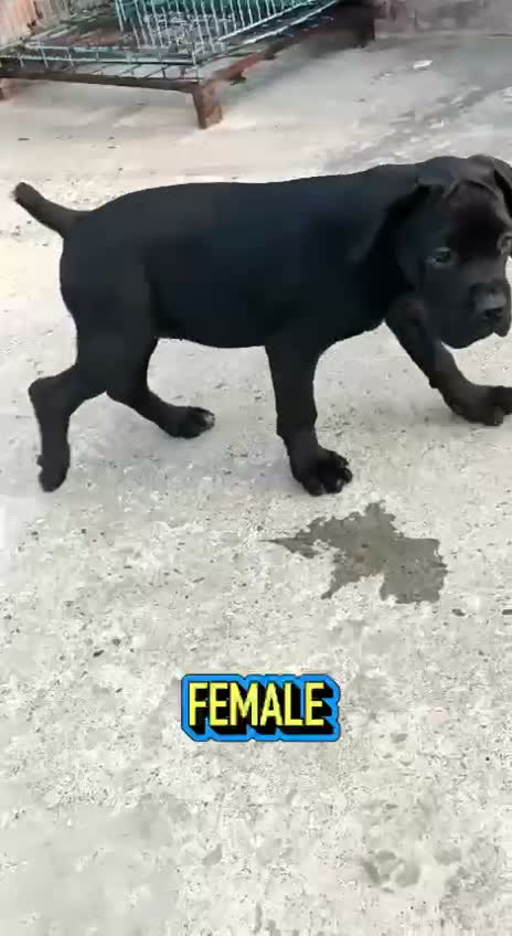 Cane Corso Puppy, farm video