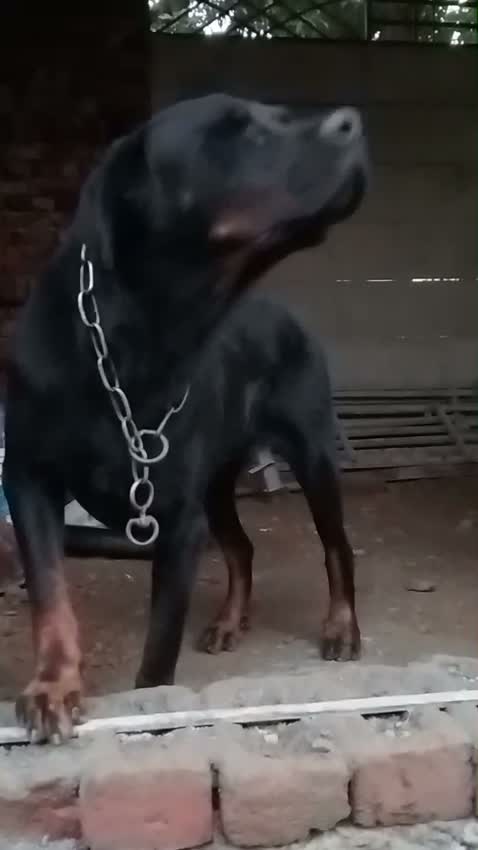 Dachshund Puppy | Brown, farm video