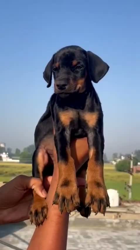 Doberman Pinscher Puppy, farm video