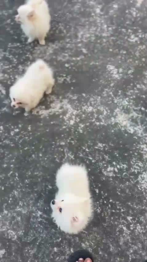 Pomeranian Puppy, farm video