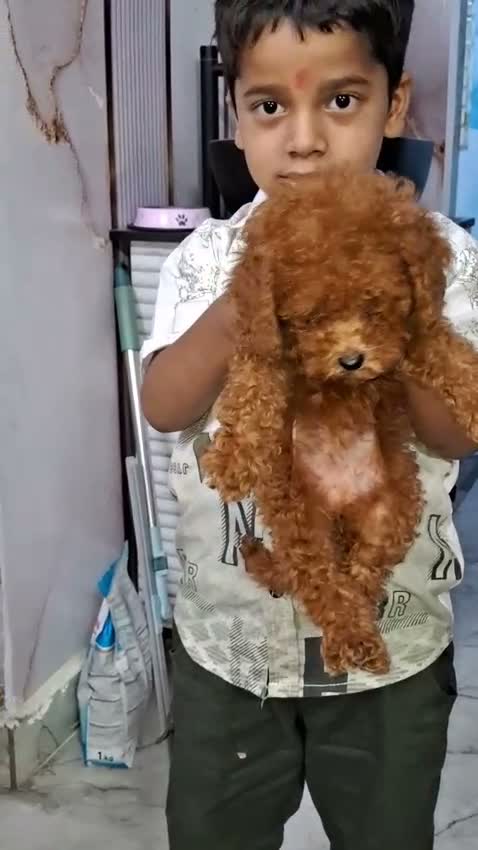 Standard Poodle Puppy | White, farm video