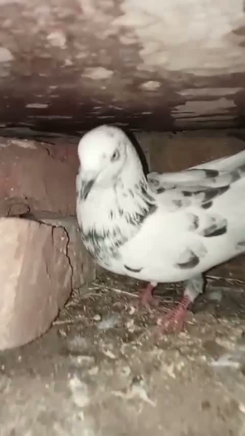Frillback Pigeon, farm video