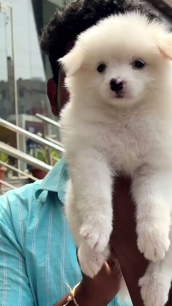 Pomeranian Puppy, farm video