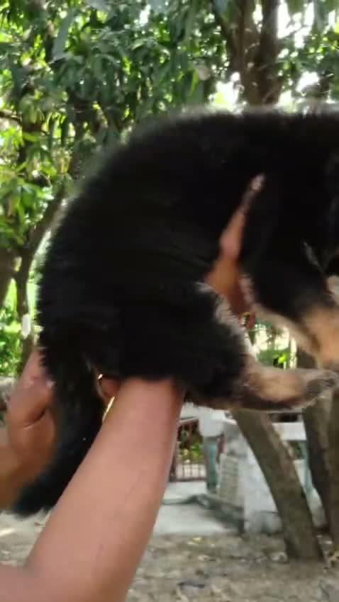 Dachshund Puppy | Brown, farm video
