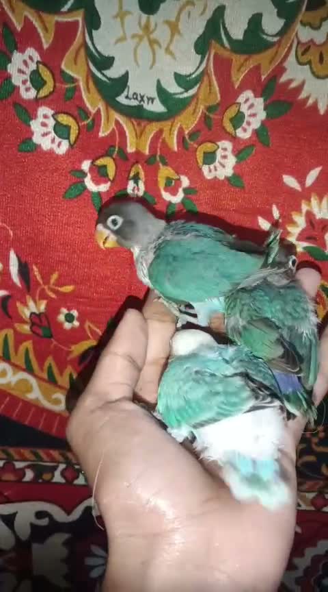 African Love Birds | Violet, farm video