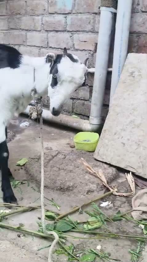 Dachshund Puppy | Brown, farm video
