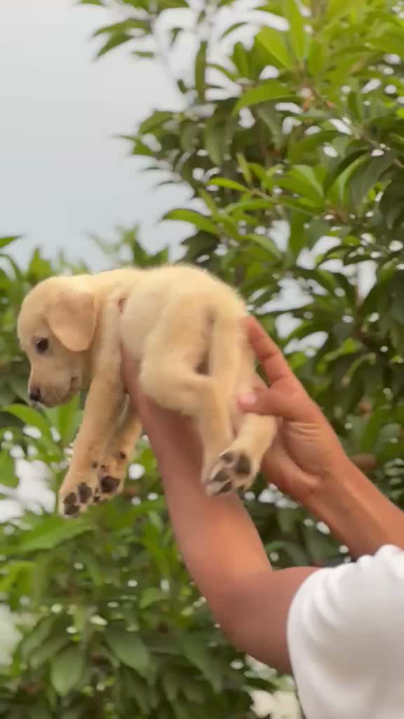 Beagle Black & Tan Puppy, farm video