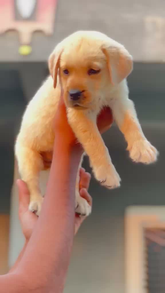 Beagle Black & Tan Puppy, farm video