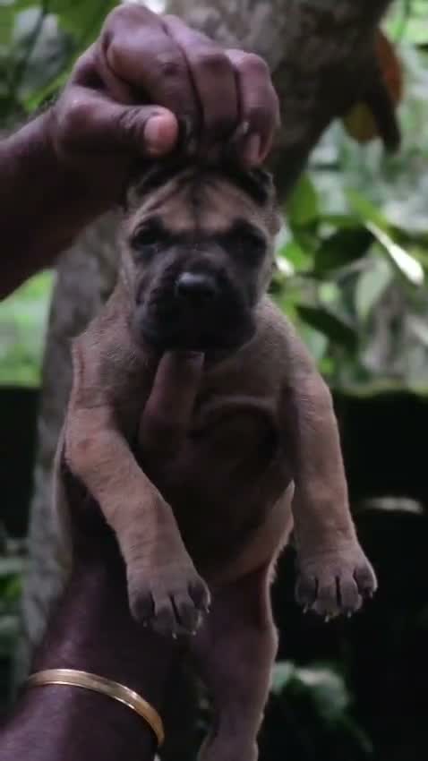 Dachshund Puppy | Brown, farm video