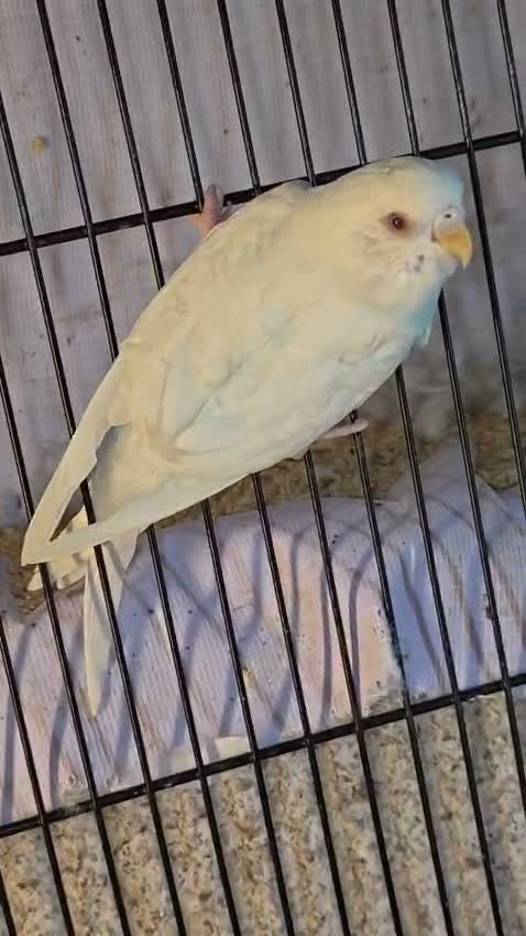 Budgies | Fallow, farm video
