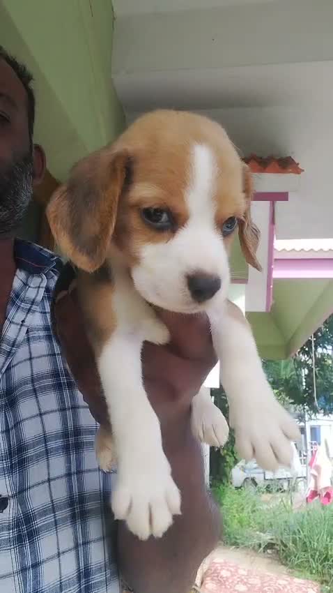 Beagle Black & Tan Puppy, farm video