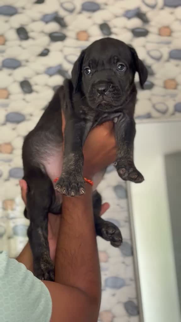 Cane Corso Puppy | Blue, farm video