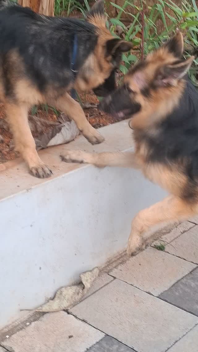 Dachshund Puppy | Brown, farm video