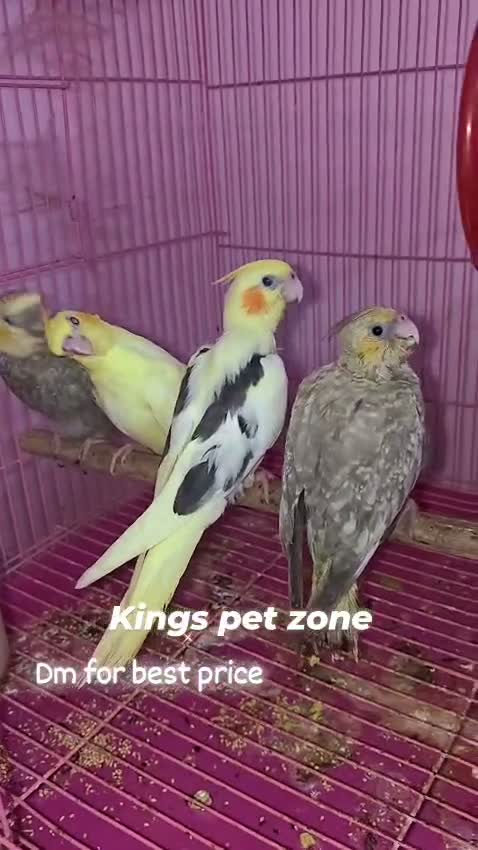 Cockatiel, farm video