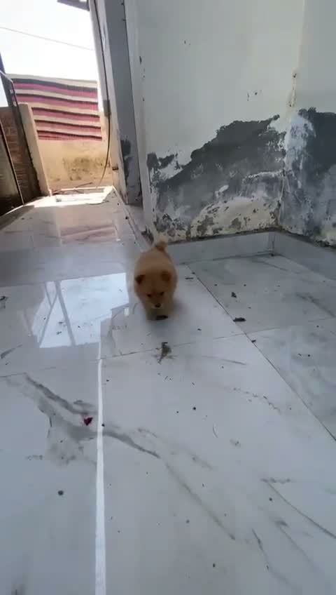 Culture Pom Puppy, farm video